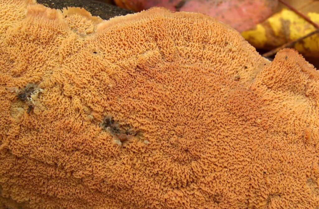 La mérule : dangers, causes et traitements de ce champignon ravageur des maisons