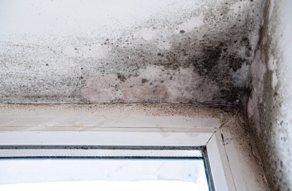 Dégradation par humidité avec moisissure noire dans le coin plafond-mur près de la fenêtre