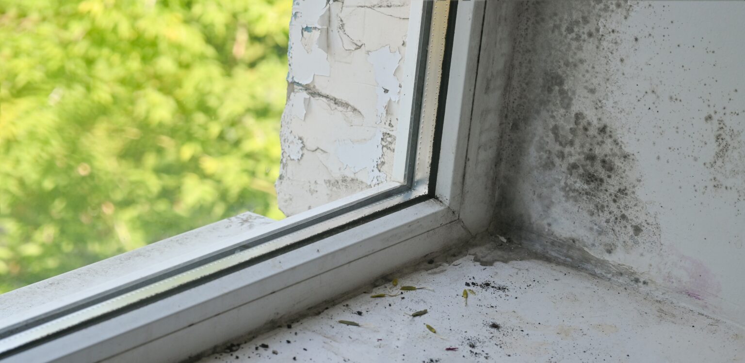 Dégradation par humidité avec moisissure noire dans le coin plafond-mur près de la fenêtre
